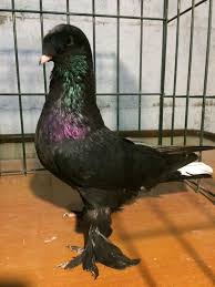 Blt Blt Adli Kullanicinin Guvercin Pidgeon Panosundaki Pin Evcil Hayvanlar Guzel Kuslar Hayvanlar