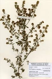 Image result for Indigofera pulchra