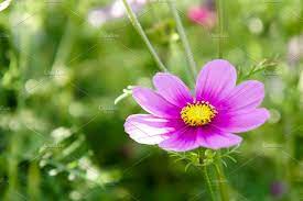 Cosmos Flowers In The Morning Cosmos Flowers Flowers Cosmos