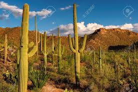 Sun path diagram requires svg, so it cannot work on your current browser with its current settings. Saguaro Kaktus Bei Sonnenuntergang Im Saguaro Nationalpark In Der Nahe Von Tucson Arizona Lizenzfreie Fotos Bilder Und Stock Fotografie Image 65389065