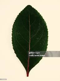 Image result for Catha edulis