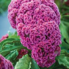 Image result for Celosia nervosa