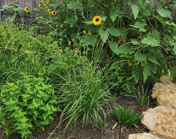 Image result for Eriochloa