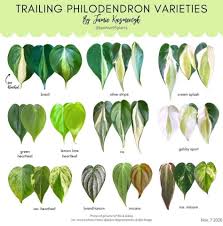 Still not sure about silver catalyst? Plant With Teacher Ces Posts Facebook