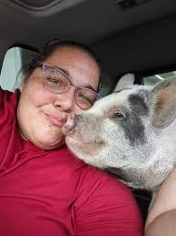 Pot belly pig neutering recovery