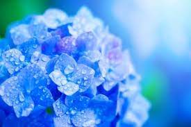 Refers to the season where plums ripen. 2019å¹´ã®æ¢…é›¨å…¥ã‚Šã®æ™‚æœŸã¯ã„ã¤ å…¥æ¢…ã¨ã¯ æ¢…é›¨æ˜Žã'ã¯ æš®ã‚‰ã—ã®æ­³æ™‚è¨˜ All About