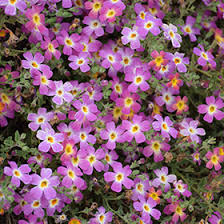 Image result for Jamesbrittenia