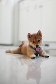Black And Tan Teacup Shiba Inu Puppy Pin By Yutani Turnbow On Animals Cute Animals Dog Breeds Dogs And Puppies