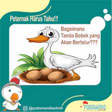 Download now tangan berdarah steemit. Tanda Bebek Yang Akan Bertelur Podomoro Poultry Equipment