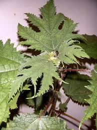 Image result for Girardinia bullosa