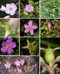 Image result for Heterotis decumbens