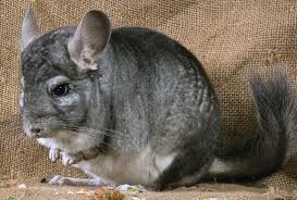 Chinchillas can also become sick, and nc state notes that they are good at hiding sickness, so if you should familiarize yourself with common symptoms, such as decreased appetite. Petco Com Fun Facts About Chinchillas