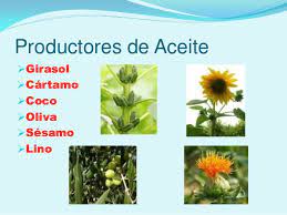 Перевод plantas industriales на русский. Ejemplos De Plantas Industriales Con Sus Nombres Get Images