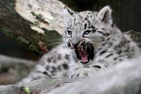 Trend Google: leopardo delle nevi