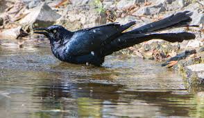 The Redding Christmas Bird Count A History Wintu Audubon Society
