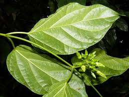 Image result for Telosma