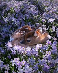 Beautiful This Looks Like Bambi Baby Animals Cute Baby Animals Cute Animals