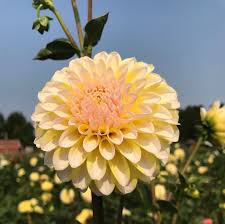 Image result for Diclis ovata