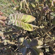 Image result for Coleus cylindraceus