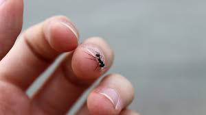 Ants wind up in many kitchens by coming in through windows, open doors, and even kitchen cabinets. How To Get Rid Of Black Ants A Complete Guide Pest Samurai