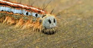 Black And Red Caterpillar Michigan List Of Michigan Caterpillars Tent Caterpillars Eastern Tent Caterpillar Caterpillar