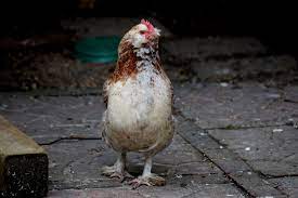 We did not find results for: Salmon Faverolle All You Need To Know Personality And Egg Color