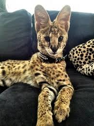 African serval cat, one of the most beautiful exotic animals i have ever set my eyes on. Pin On Look At Him Omg