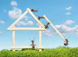 The truth is, how long pest control treatments last is largely contingent on the type of pest you have in your home. Black Mountain Pest Control What You Need To Know
