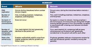 Similarities Between Mitosis And Meiosis Home Decor