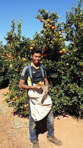 Bagaimana kerja petik buah ini boleh menjadi lumayan? Hazwan Hanif On Twitter Peluang Kerja Ladang Dan Petik Buah Di Australia Dengan Kos Yang Rendah Rtniaga Tweetniaga Kerja Http T Co Rnautqjatz