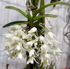 Image result for Mystacidium