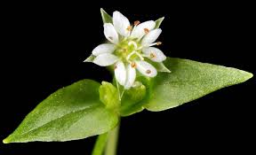 Image result for Stellaria