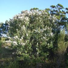 Image result for Tarchonanthus trilobus