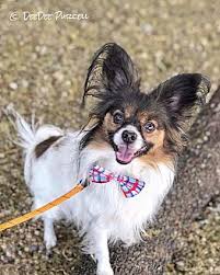 Website that connects to petfinder api and allows users and phar employees to communicate. Pathways Home Animal Rescue Off 72 Www Usushimd Com