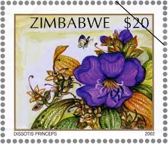 Image result for Dissotis princeps