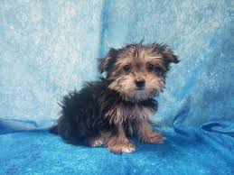 Maybe you would like to learn more about one of these? Morkie Puppies Petland Pensacola