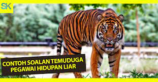 Penolong pegawai hidupan liar g29. Contoh Soalan Temuduga Pegawai Hidupan Liar G41 Skop Kerjaya