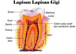 Maybe you would like to learn more about one of these? Jenis Jenis Gigi Pengertian Bagian Fungsi Gambarnya Lengkap