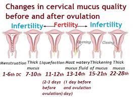 Once an egg is released from an ovary, it will die or dissolve within 12 to 24 hours if it's not fertilized. What Does Your Discharge Look Like When You Are Ovulating Ovulationdiary Com