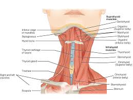 Multiple muscles in the back function specifically in movements of the back. 11 4 Identify The Skeletal Muscles And Give Their Origins Insertions Actions And Innervations Anatomy Physiology
