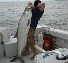Jul 01, 2021 · we had no idea how big this fish truly was until we got on some wifi at the lodge and started doing some research. Why Is It Illegal To Take A Tarpon Out Of The Water Saltwater Experience Fishing