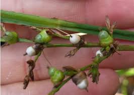 Image result for Scleria lacustris