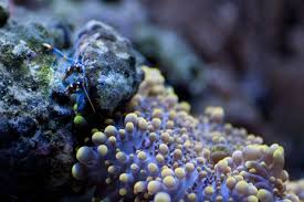 Clibanarius Tricolor Ricordea Yuma Reef Aquarium Aquarium Reef