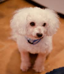 Nikon camera gear collection