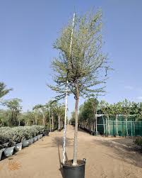 Image result for Pithecellobium dulce