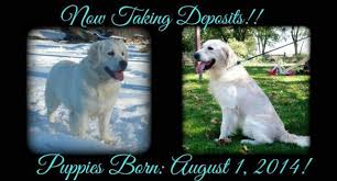 Find golden retriever puppies in canada | visit kijiji classifieds to buy, sell, or trade almost anything! English Cream Golden Retriever Puppies Ready 9 26 For Sale In Janesville Wisconsin Classified Americanlisted Com