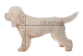 English Goldendoodle Sizes Teddybear Goldendoodles