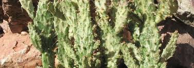 You can find it growing in the hills wild, and scattered throughout neighborhoods, especially alongside fencing. Opuntia Species Joseph S Coat Irish Mittens Opuntia Monacantha Var Variegata