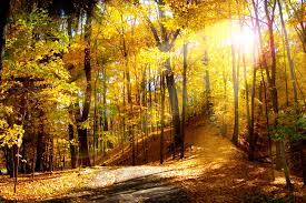 Entdecke rezepte, einrichtungsideen, stilinterpretationen und andere ideen zum ausprobieren. Autumn Scenes Wallpapers Top Free Autumn Scenes Backgrounds Wallpaperaccess