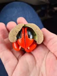 Image result for Trichilia